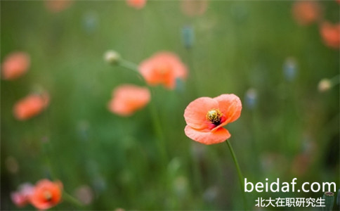 北京大學經(jīng)濟學在職博士